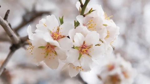 Spring flower on tree Video stock 84797008
