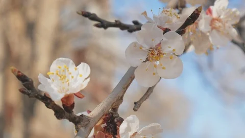 Spring flower on tree. Video stock 89596014