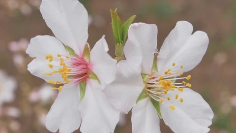 Spring flower on tree.  Video stock 89596016
