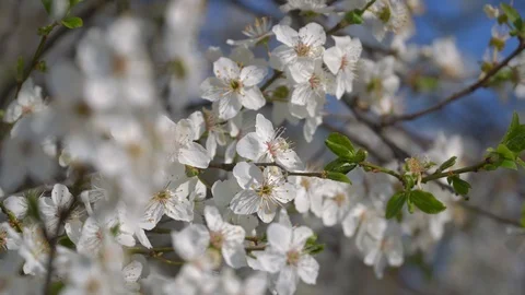 Spring flower on tree. Видео 126262632