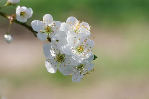 Spring flower tree,macro,close up,background Stock Photos