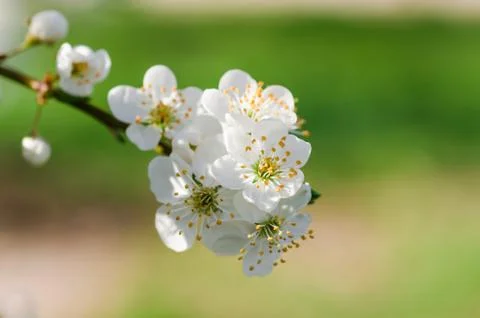 Spring flower tree,macro,close up,background Stock Photos