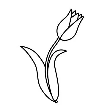 Spring Flower Tulip, Contour Vector Isolated Stock Illustration
