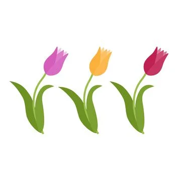 Spring Flower tulip, Vector color isolated Stock Illustration