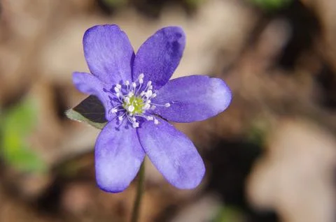 Spring flower violet in the forest springtime Stock Photos