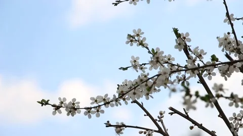 Spring flower on wind Stock Footage 50587154