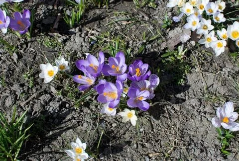 Spring flowerbed with crocus Foto stock