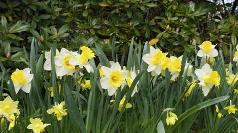 Spring Flowerbed Filled with White and Yellow Daffodils Stock Footage 335461218