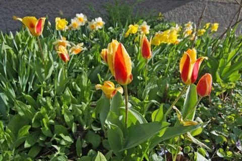 Spring flowerbed Stock Photos