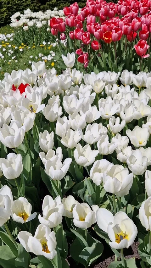 Spring flowerbed with white and pink tulips Stock-Footage 336972582