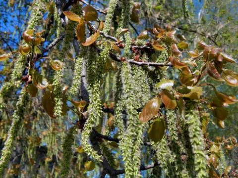 Spring flowering of alder tree Stock Photos