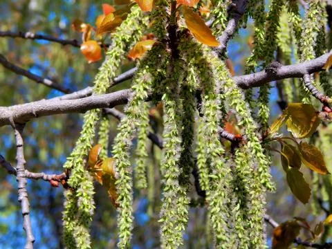 Spring flowering of alder tree Stock Photos