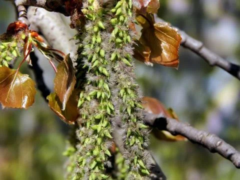Spring flowering of alder tree Stock Photos