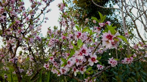 Spring : Flowering almond branches Stock Footage 149780246