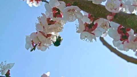 Spring flowering of an almond tree with a bee sucking nectar from the flowers Stock Footage 149840035