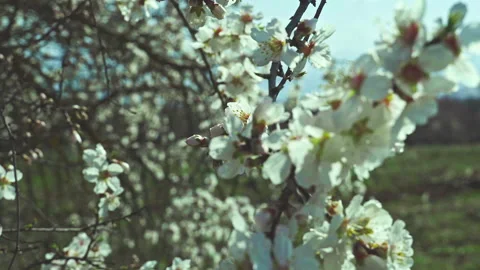 Spring flowering of an almond tree Stock Footage 149840039