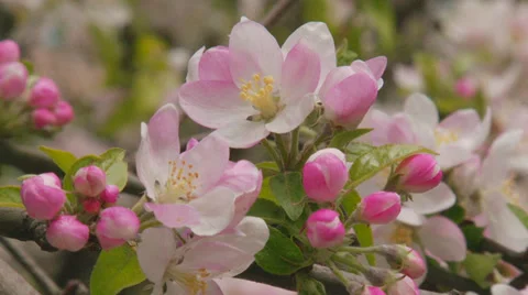 Spring flowering of apple Stock Footage 31209019