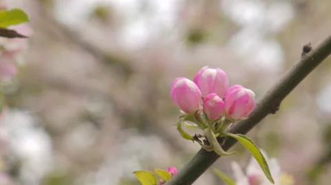 Spring flowering of apple Stock Footage 31209395