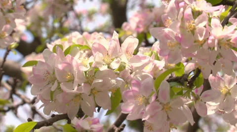 Spring flowering of apple Stock Footage 31210380