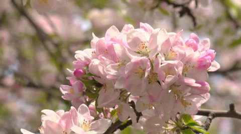 Spring flowering of apple Stock Footage 31211105