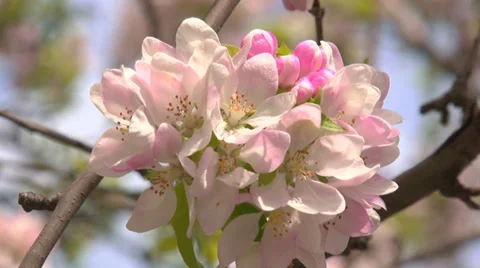 Spring flowering of apple Stock Footage 31211263