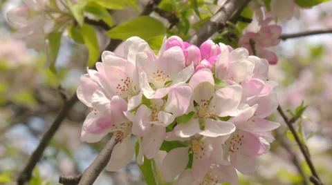 Spring flowering of apple Stock Footage 31211431