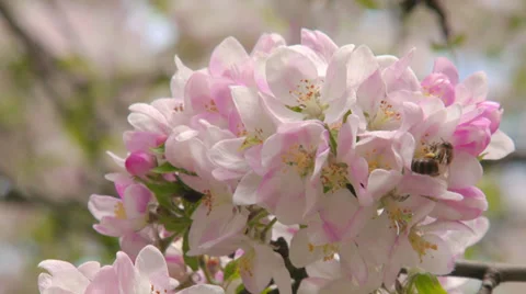 Spring flowering of apple Stock Footage 31212781