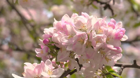 Spring flowering of apple Stock Footage 31213138