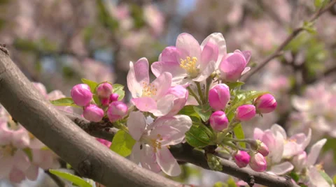 Spring flowering of apple Stock Footage 31213595