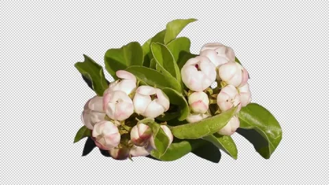 Spring Flowering of Apple or Cherry Trees 스톡 동영상 156399222