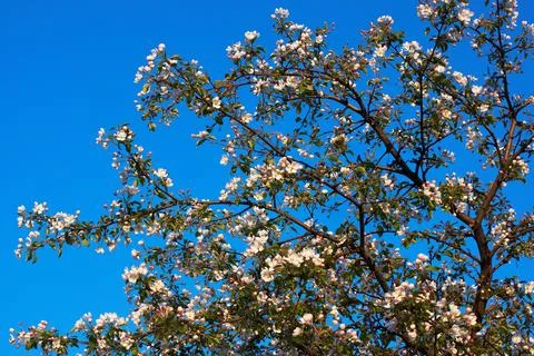 Spring flowering of an apple tree against a blue sky Stock Photos