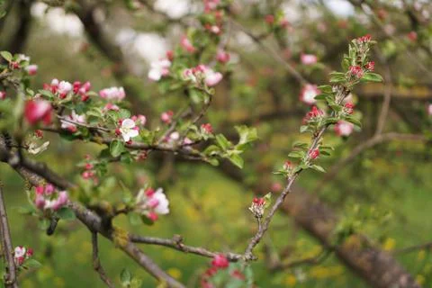 Spring flowering apple tree. Branch pink flowers apple tree - spring garden Stock Photos