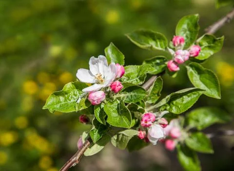Spring flowering apple tree. A branch of a tree with delicate pink flowers an Foto stock