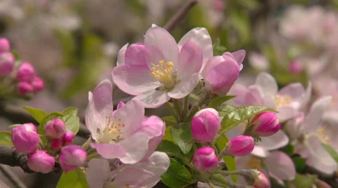 Spring flowering apple tree Stock Footage 31208194