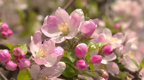 Spring flowering apple tree Stock Footage 31208750