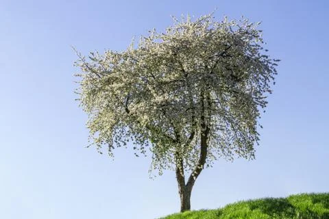 Spring flowering apple trees Stock Photos