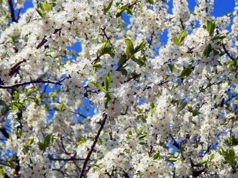 Spring flowering apple trees Stock Photos