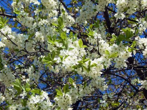 Spring flowering apple trees Stock Photos