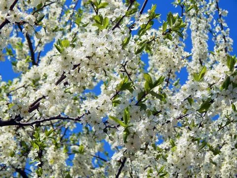 Spring flowering apple trees Stock Photos
