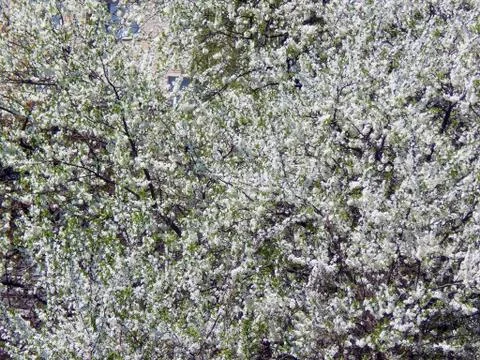 Spring flowering apple trees Stock Photos