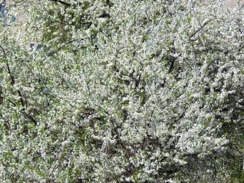 Spring flowering apple trees Stock Photos