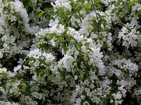 Spring flowering apple trees Stock Photos