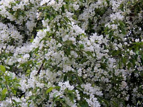Spring flowering apple trees Stock Photos