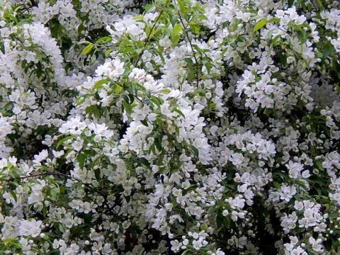 Spring flowering apple trees Stock Photos