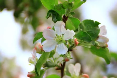 Spring flowering Apple trees Stock Photos