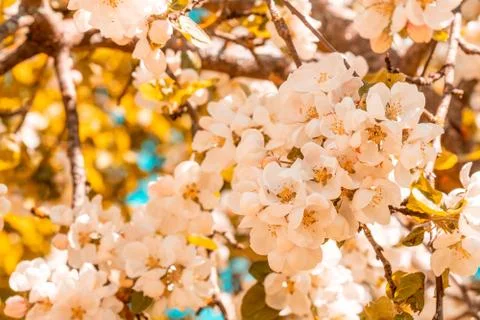 Spring flowering of apple trees Stock Photos