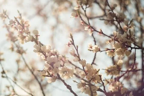 Spring flowering of apricot tree Stock Photos