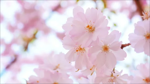 Spring Flowering, Blooming almond trees at spring time, close up Stock Footage 88729237