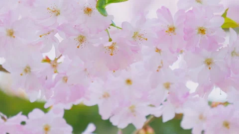 Spring Flowering, Blooming almond trees at spring time Stock Footage 88729904