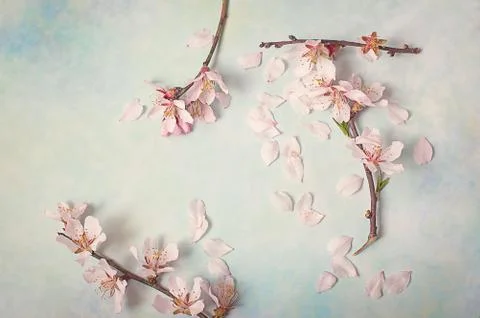 Spring flowering branch on abstract background. almond blossoms Stock Photos